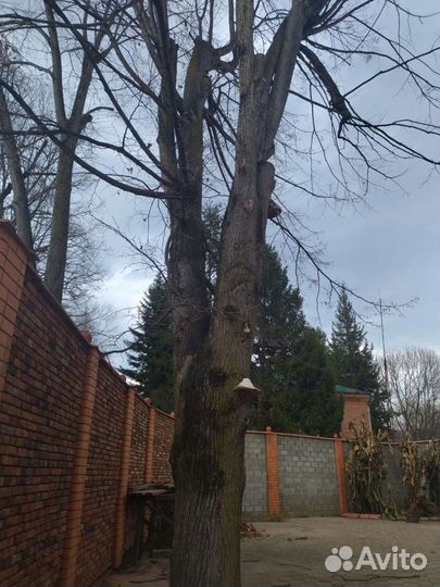 Липа дерево