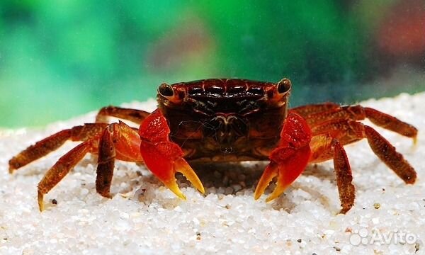 Мангровые крабы, радужный краб,саламандры и аксоло