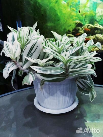 Традесканция комнатное растение