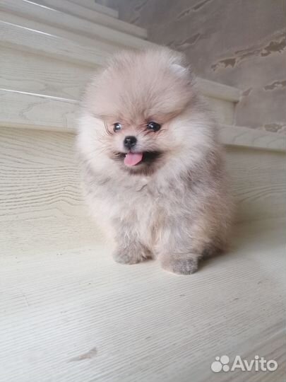 Девочка мини. Доставка