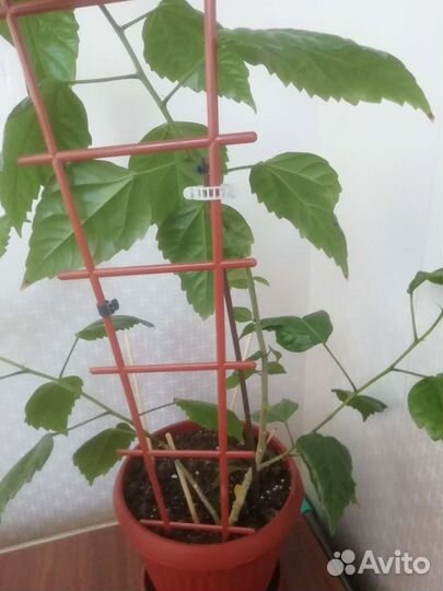 Чайная роза