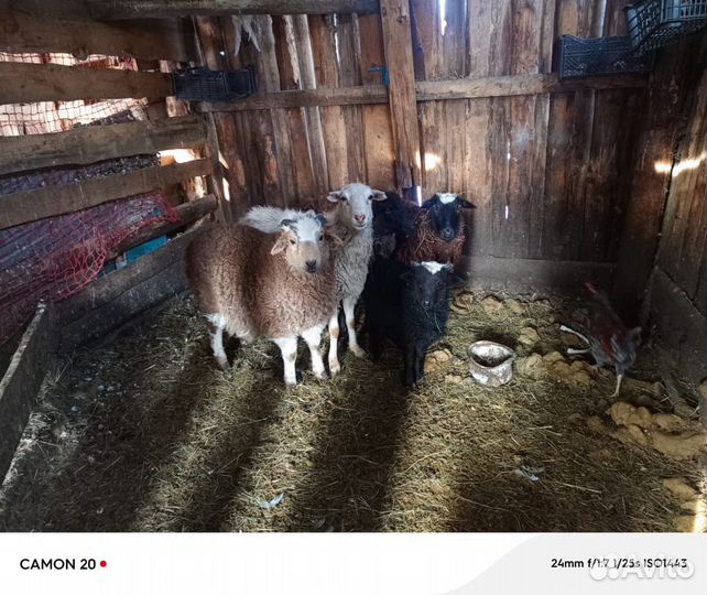 Овцы бараны ягнята