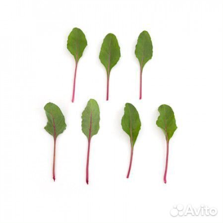 Семена Мангольда 