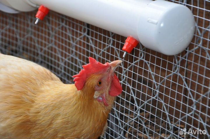 Поилки для кур, коз, кроликов, свиней