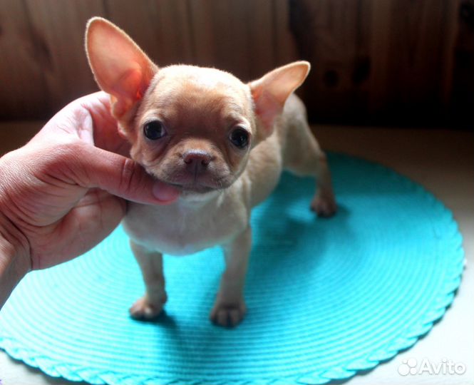 Чихуахуа мини микро стандарт