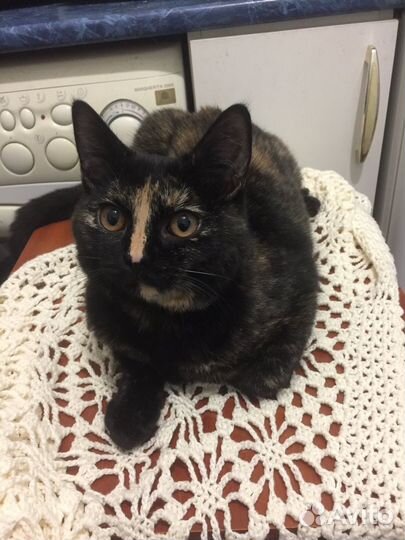 Котенок девочка