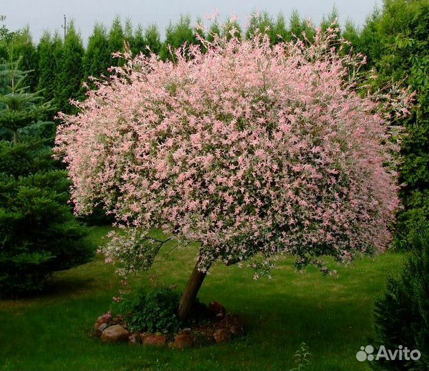 Саженцы ивы Хакуро Нишики