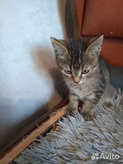 Отдам бесплатно котика