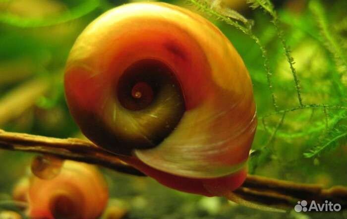 Улитки: Катушки. Физы. Ампулярии