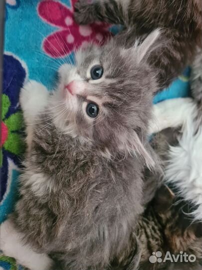 Порода сибирская кошка