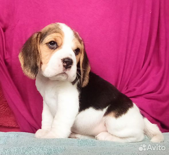 Щенки бигль, документы РКФ