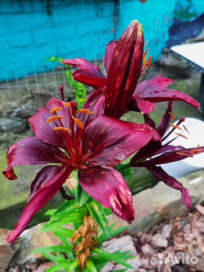 Сортовая Лилия