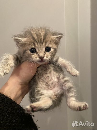 Кошка в дар бесплатно