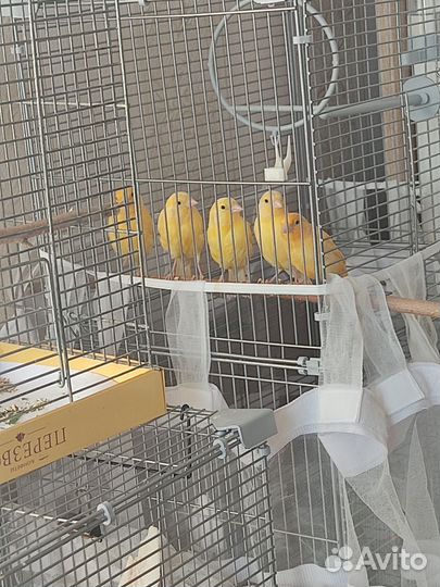 Кенара и канарейки