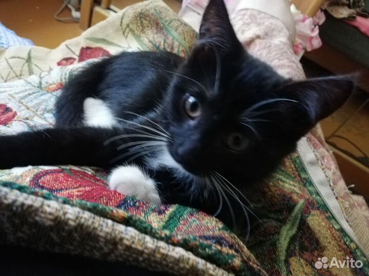 Кошечка 4 месяца