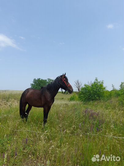 Продам лошадь