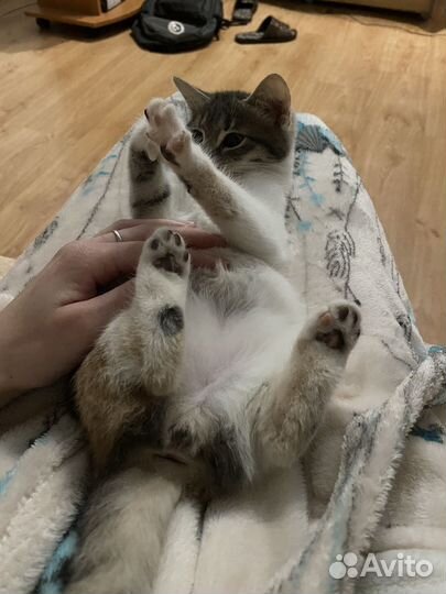 Кошка в дар бесплатно