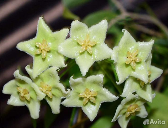 Хойи хлоранта, карноза