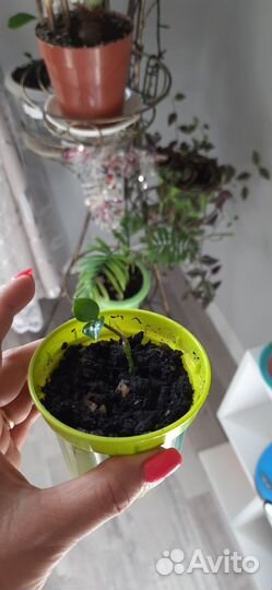 Замиокулькас