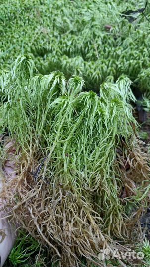Мох сфагнум живой, цена за 10 литров