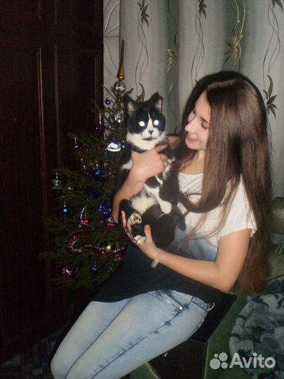 Передержка котов и кошек, пока вы в отпуске