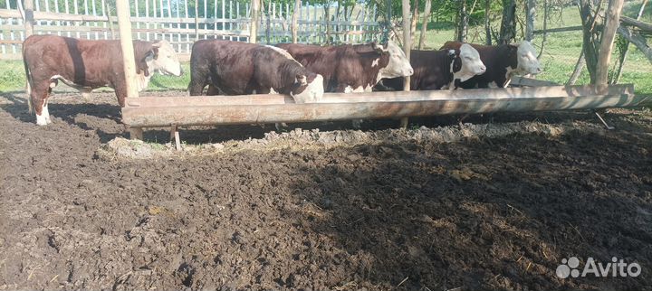 Бычки герефорд