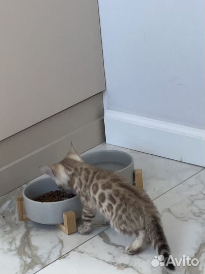 Бенгальская кошка