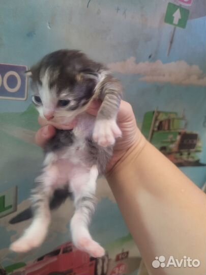 Кошки в добрые руки бесплатно