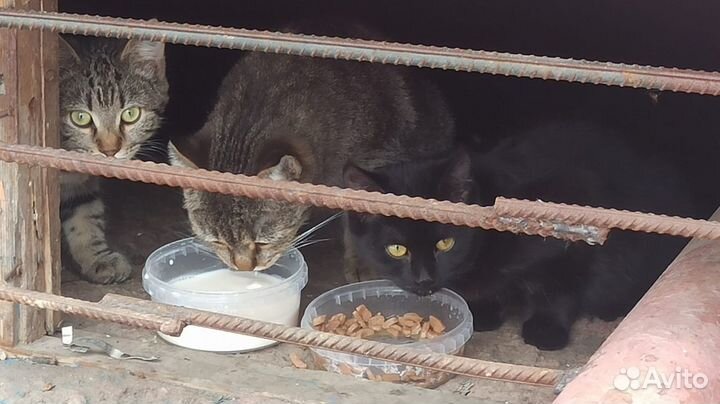 Котята ищут дом