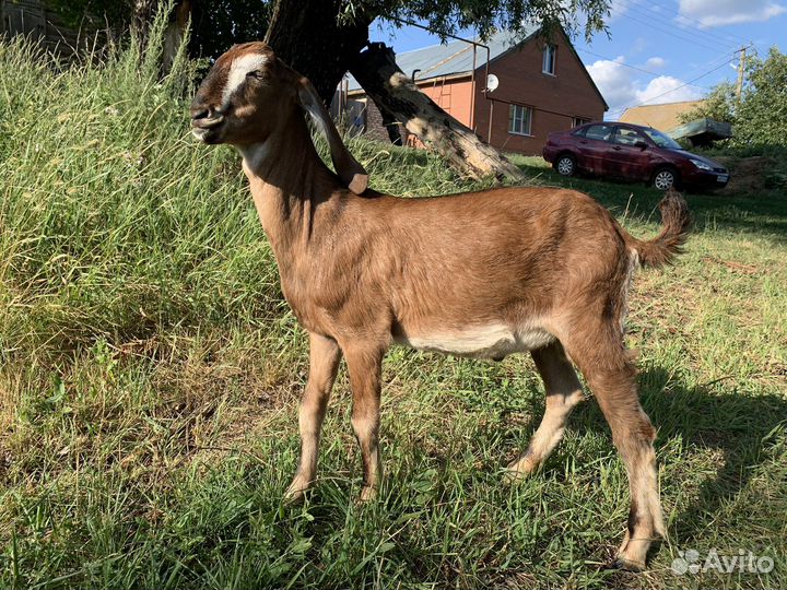 Англо нубийский козлик