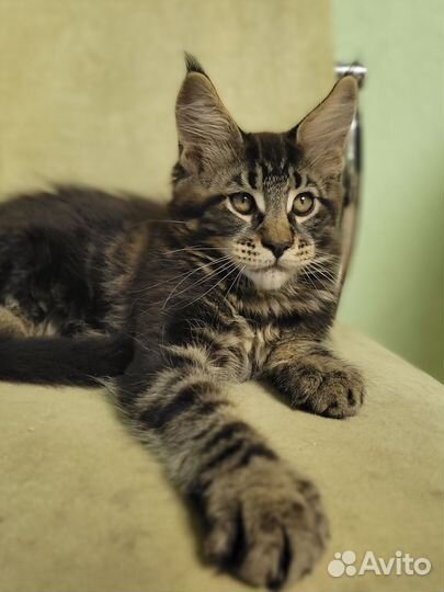 Котята мейн-кун