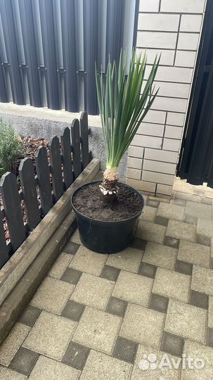 Пальма юкка взрослая