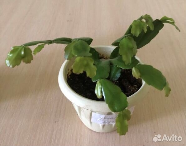 Цветок декабрист розовый