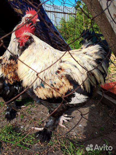 Петух Фавероль Маран Ухейилюй