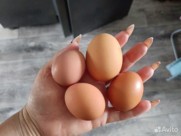 Домашние куриные яйца