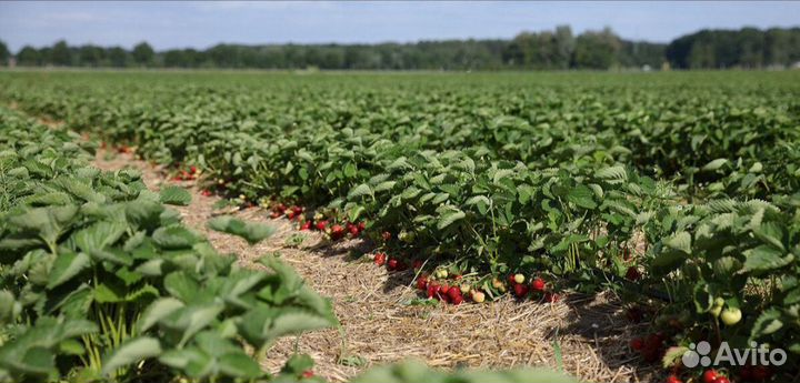 Клубника свежая ягода