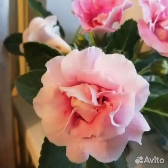 Глоксиния лист укоренившиеся