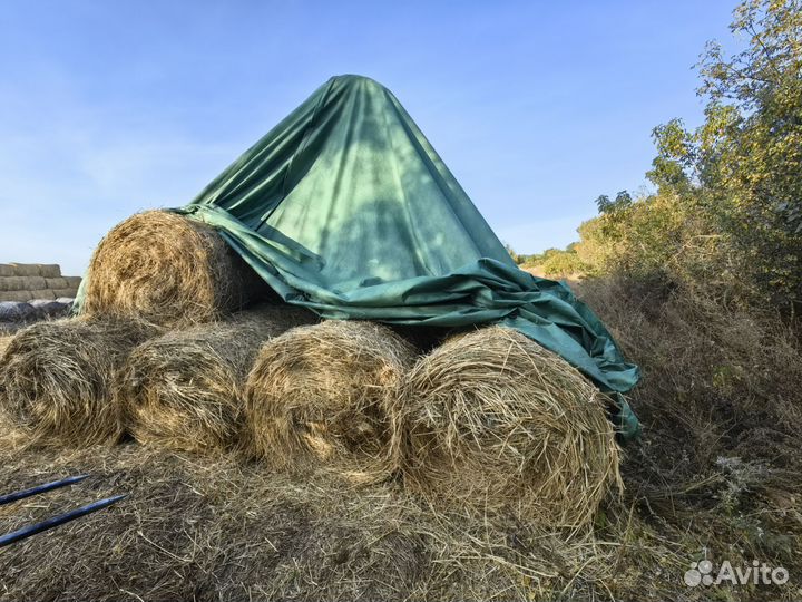 Солома пшеничная