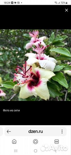 Гибискус с острова Филипп