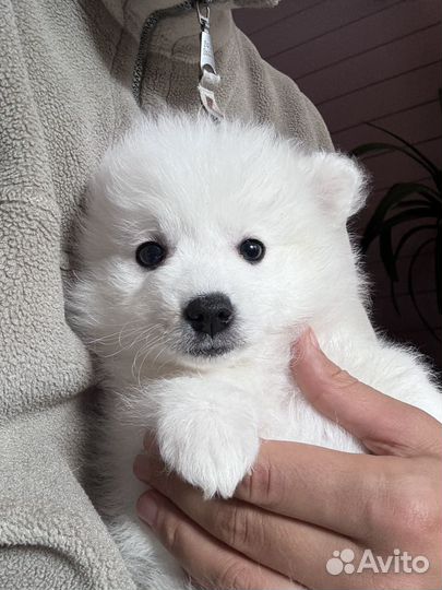 Японский шпиц щенки
