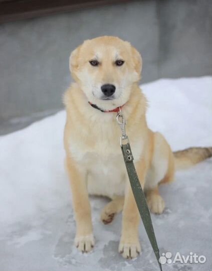 Добрая собака