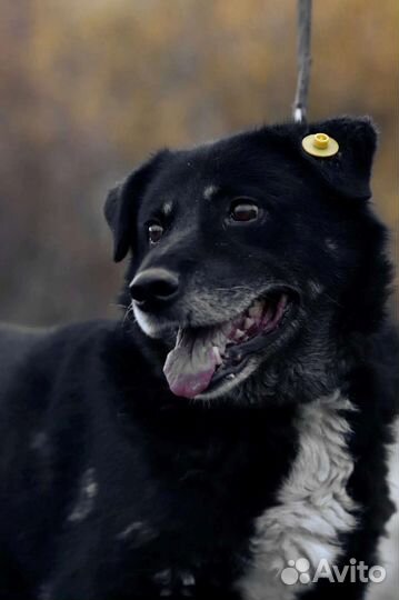 Собака Барон ищет дом