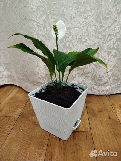 Спатифиллум(женское счастье)