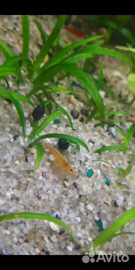 Рыбки, креветки, улитки, растения