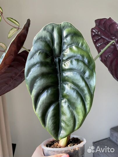 Алоказия купрея