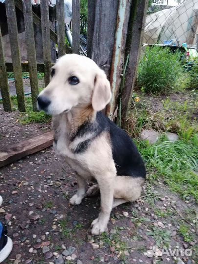 Отдам бесплатно щенка