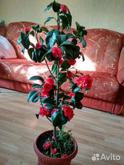 Камелия японская