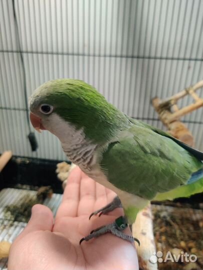 Попугай квакер (калита, монах)