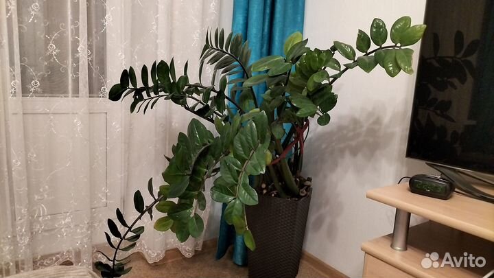 Продам цветок