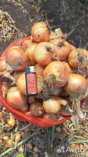 Лук репчатый оптом